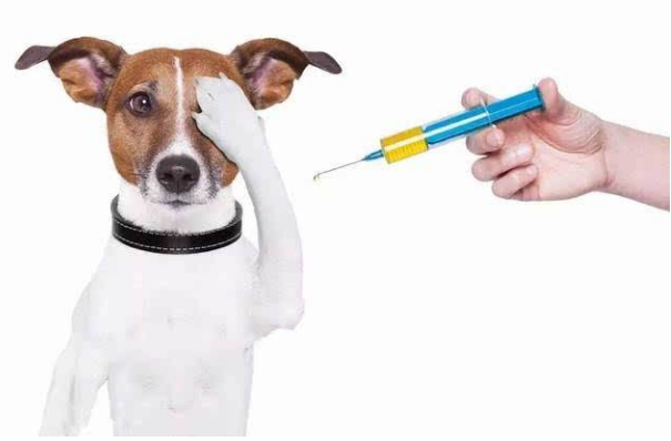 如何给狗和猫打针？给狗狗、猫猫注射药物的技巧