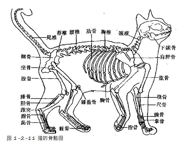 猫的骨骼结构图与	肌肉分布